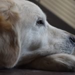 Adolescente haciendo deberes